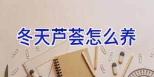冬天芦荟怎么养