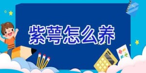 紫萼怎么养