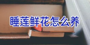 睡莲鲜花怎么养