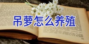 吊萝怎么养殖