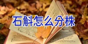 石斛怎么分株