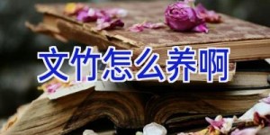 文竹怎么养啊