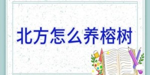 北方怎么养榕树