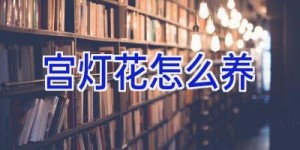 宫灯花怎么养