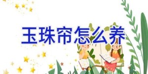 玉珠帘怎么养