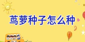 茑萝种子怎么种