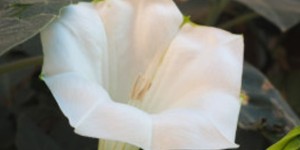 <?php the_title(); ?>