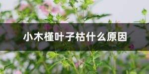 木槿