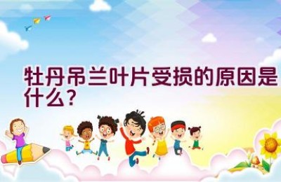 牡丹吊兰叶片受损的原因是什么？