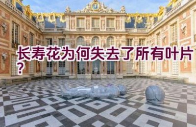 长寿花为何失去了所有叶片？