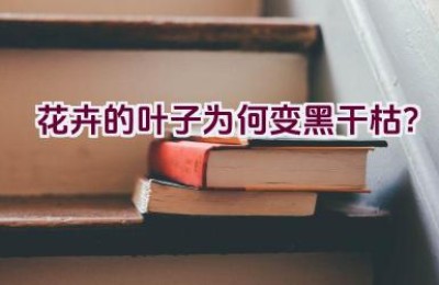 花卉的叶子为何变黑干枯？