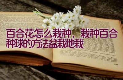 百合花怎么栽种，栽种百合种球的方法（盆栽+地栽）