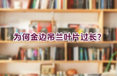 为何金边吊兰叶片过长？