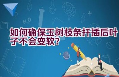 如何确保玉树枝条扦插后叶子不会变软？