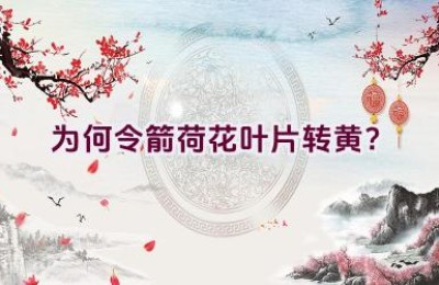 为何令箭荷花叶片转黄？