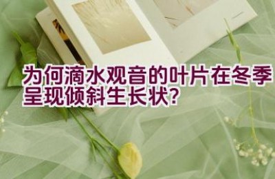 为何滴水观音的叶片在冬季呈现倾斜生长状？