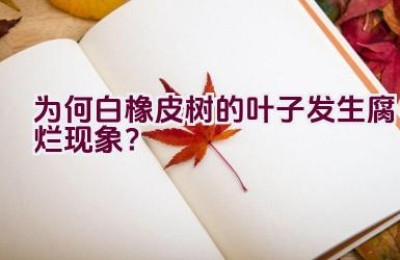 为何白橡皮树的叶子发生腐烂现象？