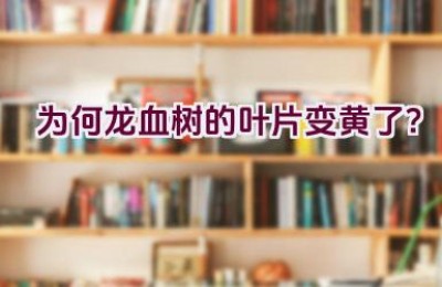 为何龙血树的叶片变黄了？