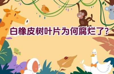 白橡皮树叶片为何腐烂了？