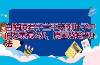 白醋喷君子兰平安树叶子中间发黄怎么办，原因及解决办法