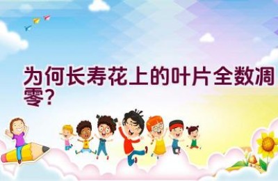 为何长寿花上的叶片全数凋零？