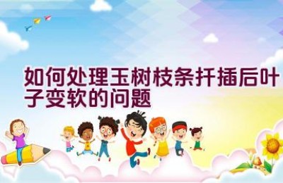 如何处理玉树枝条扦插后叶子变软的问题