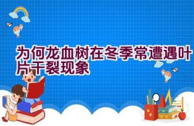 为何龙血树在冬季常遭遇叶片干裂现象