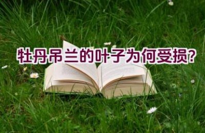 牡丹吊兰的叶子为何受损？