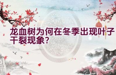 龙血树为何在冬季出现叶子干裂现象？