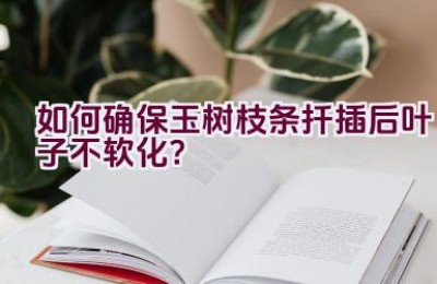 如何确保玉树枝条扦插后叶子不软化？