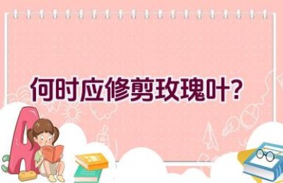 何时应修剪玫瑰叶？