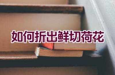 如何折出鲜切荷花