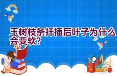 玉树枝条扦插后叶子为什么会变软？