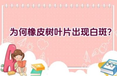 为何橡皮树叶片出现白斑？