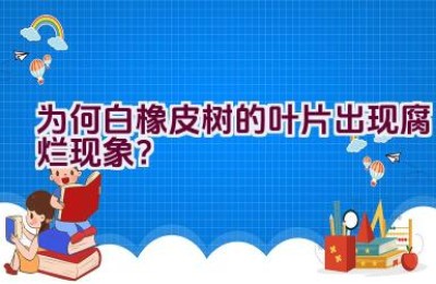 为何白橡皮树的叶片出现腐烂现象？