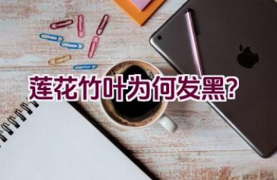 莲花竹叶为何发黑？