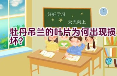 牡丹吊兰的叶片为何出现损坏？