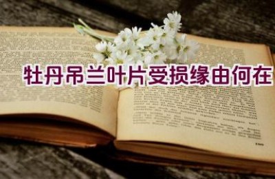 牡丹吊兰叶片受损缘由何在