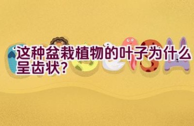 这种盆栽植物的叶子为什么呈齿状？