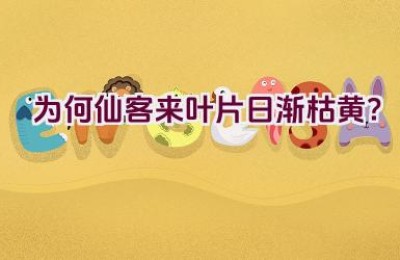 为何仙客来叶片日渐枯黄？
