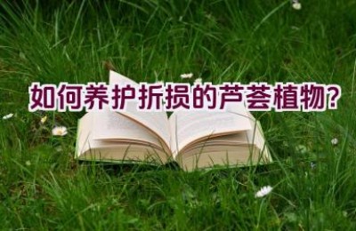 如何养护折损的芦荟植物？