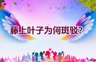 藤上叶子为何斑驳？