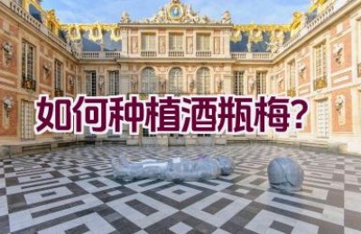 如何种植酒瓶梅？