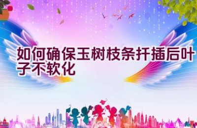 如何确保玉树枝条扦插后叶子不软化