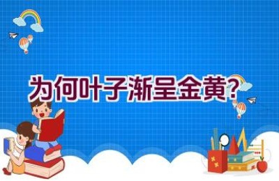 为何叶子渐呈金黄？