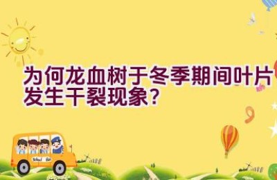 为何龙血树于冬季期间叶片发生干裂现象？