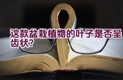 这款盆栽植物的叶子是否呈齿状？