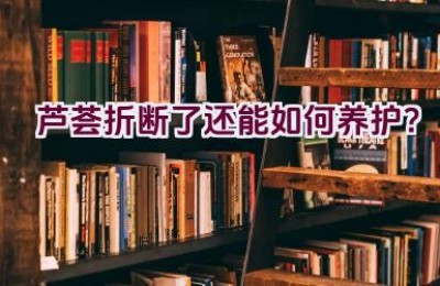 芦荟折断了还能如何养护？