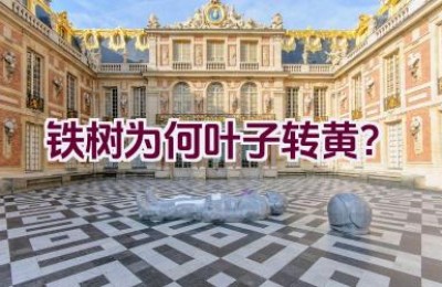 铁树为何叶子转黄？