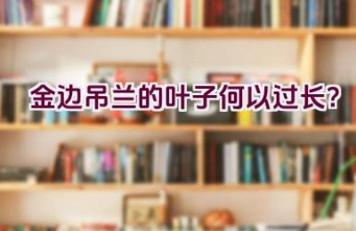 金边吊兰的叶子何以过长？